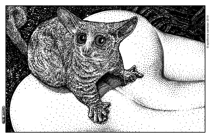 20190712_asc 880_inroks_galago_©